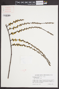 Stachyurus praecox image