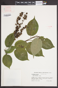 Stachyurus praecox image