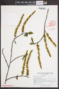 Stachyurus praecox image