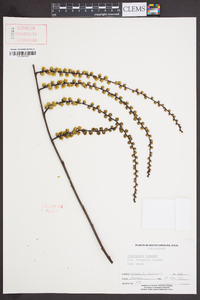 Stachyurus praecox image