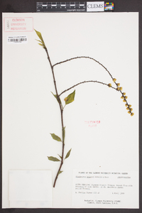 Stachyurus praecox image