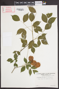 Staphylea trifolia image