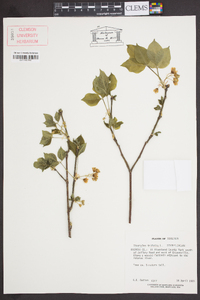 Staphylea trifolia image