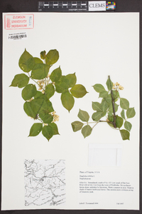 Staphylea trifolia image