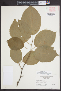 Halesia diptera image