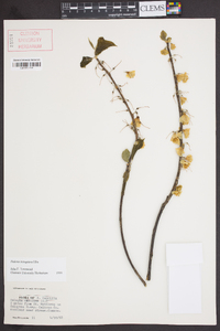 Halesia carolina image