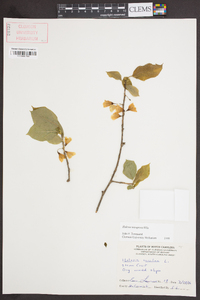 Halesia carolina image