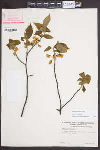 Halesia carolina image