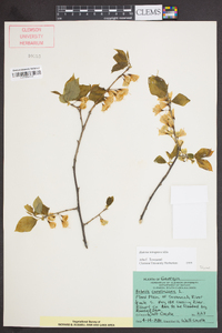 Halesia carolina image