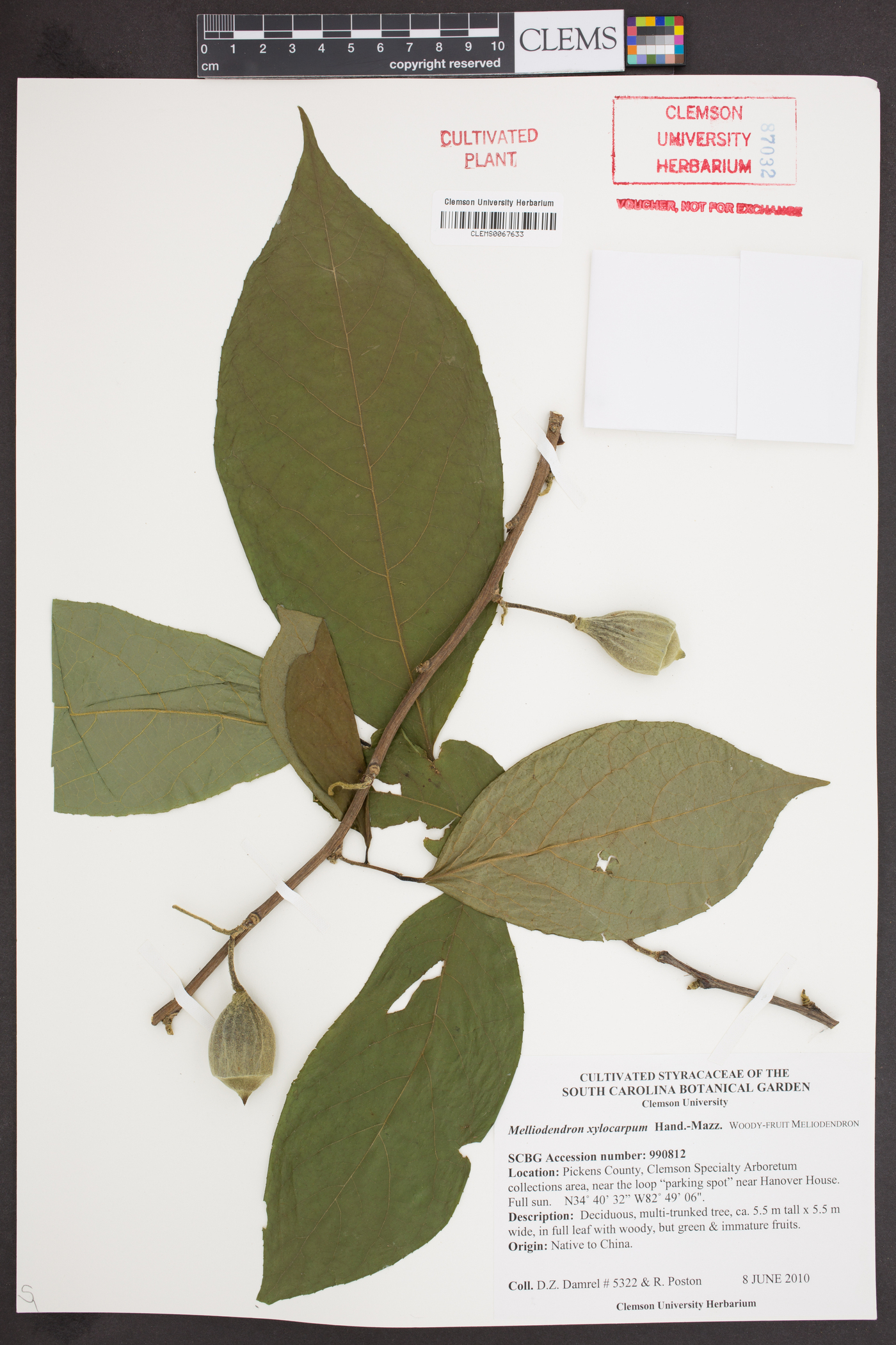 Melliodendron xylocarpum image