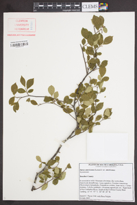 Styrax americanus var. americanus image