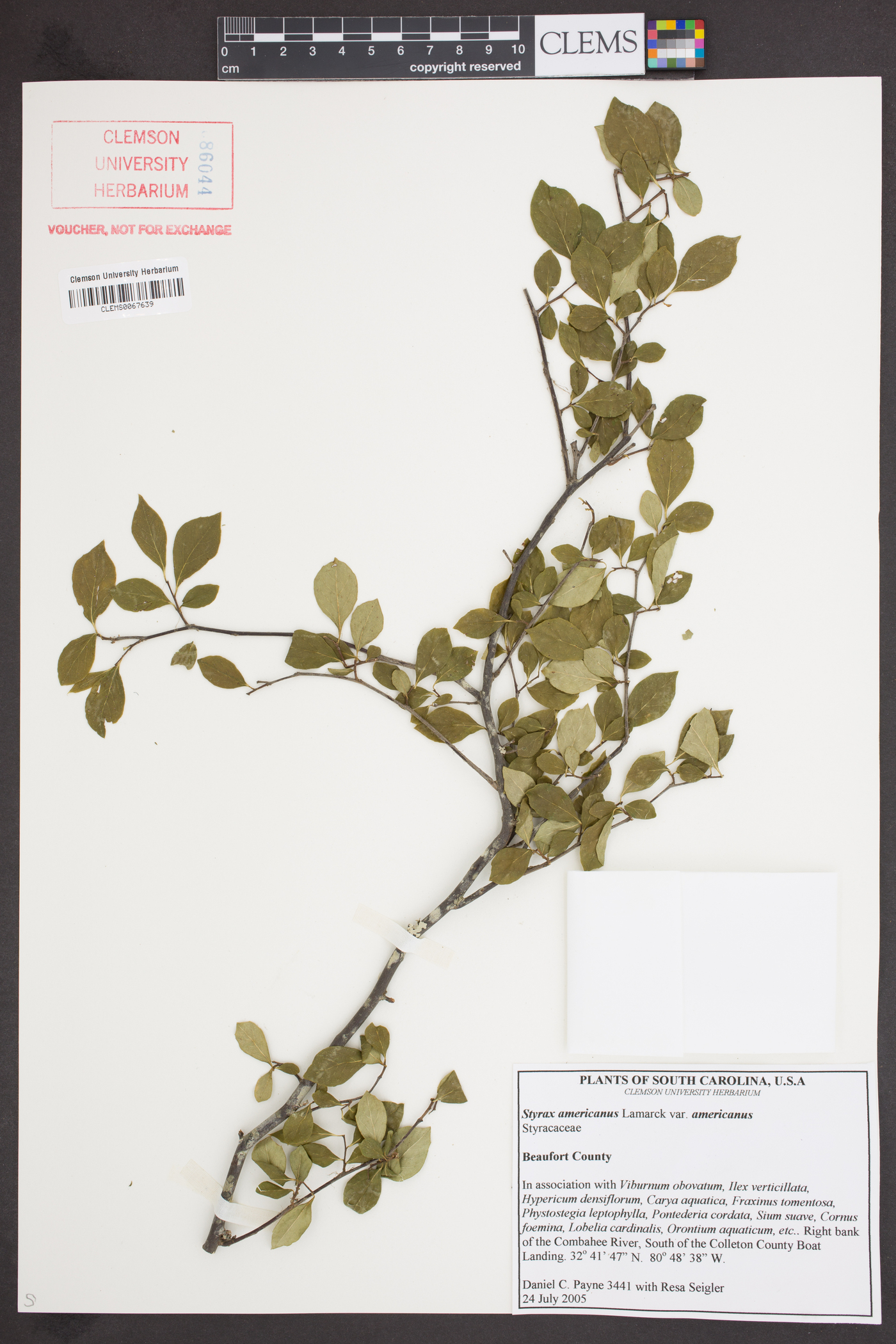 Styrax americanus image