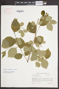 Styrax americanus image