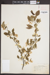 Styrax americanus image