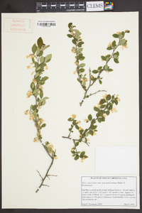 Styrax americanus image