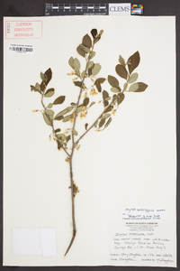 Styrax americanus image