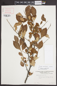 Styrax americanus image