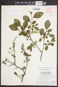 Styrax americanus image