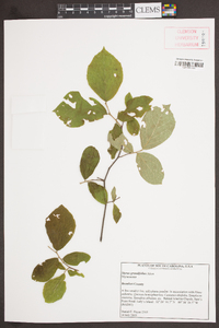 Styrax grandifolius image