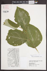 Styrax grandifolius image