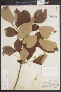 Styrax grandifolius image