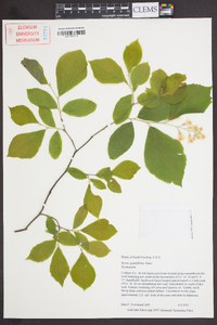 Styrax grandifolius image