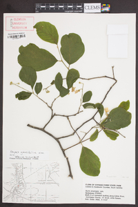 Styrax grandifolius image