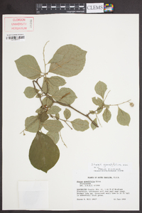 Styrax grandifolius image