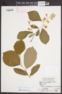 Styrax grandifolius image