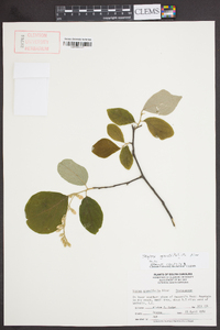 Styrax grandifolius image