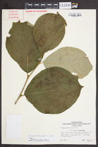 Styrax grandifolius image