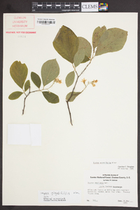 Styrax grandifolius image