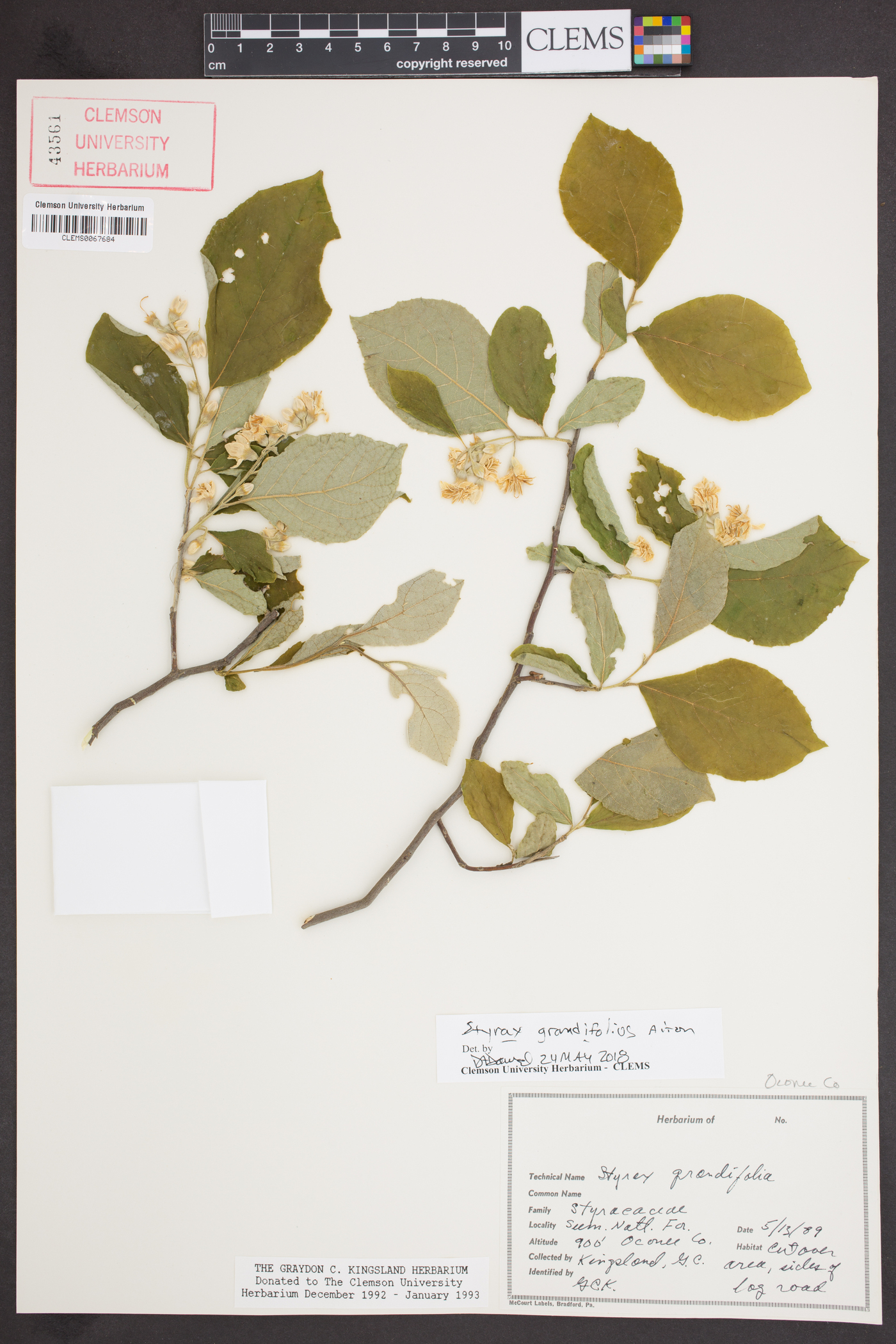 Styrax grandifolius image