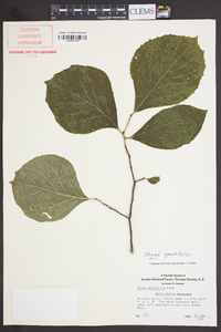 Styrax grandifolius image