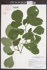 Styrax grandifolius image