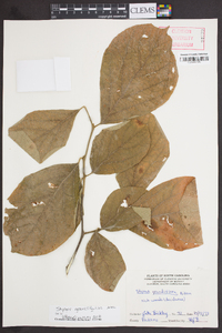 Styrax grandifolius image