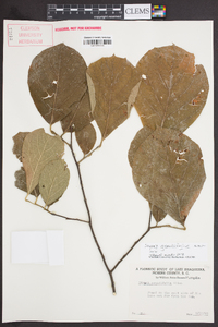 Styrax grandifolius image