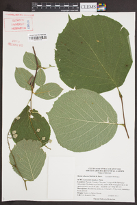 Styrax obassis image