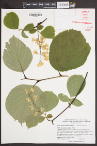 Styrax obassis image