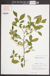 Styrax americanus image