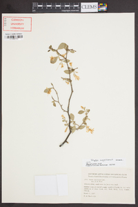 Styrax americanus image