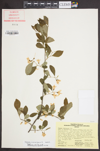 Styrax americanus image