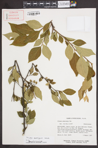 Styrax americanus image