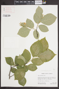 Styrax grandifolius image