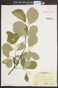 Styrax grandifolius image