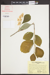 Styrax grandifolius image