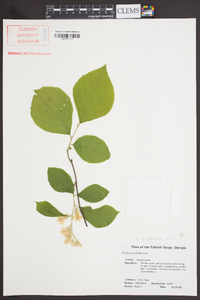 Styrax grandifolius image