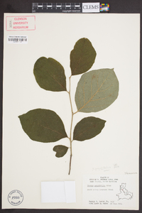 Styrax grandifolius image