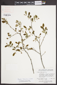 Styrax americanus image