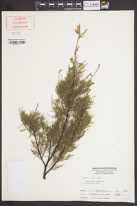 Tamarix gallica image